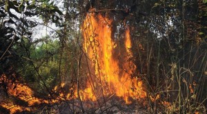 Tiga Titik Api Memicu Kebakaran Hutan Bangsring