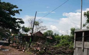 Angin Lesus Terjang Wongsorejo, Pohon dan Tiang Listrik Tumbang