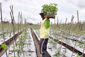 Bangkrut di Semangka, Petani di Muncar Beralih Menanam Cabai