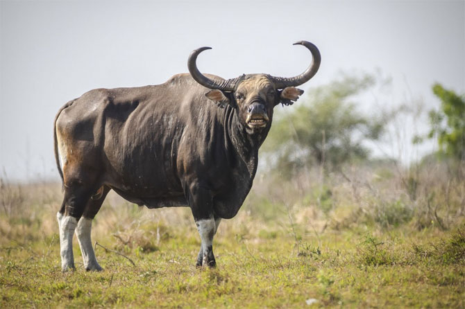 Mimpi Banteng