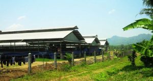 The Strong Smelling Chicken Cage in Kalibaru Belongs to South Koreans