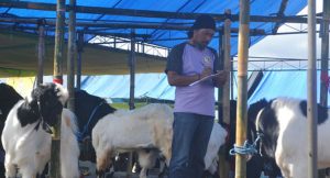 Kontes Kambing Hias Jenis Etawa Meriahkan Hari Jadi Desa Kaliploso yang Ke-20