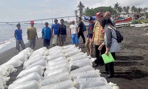 8.000 Bibit Ikan Kerapu Ditebar di Fish Apartment Bulusan