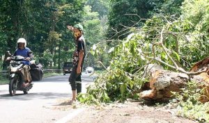 Rainy season, Kumitir is prone to landslides and fallen trees