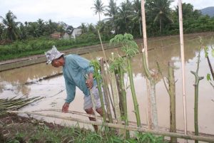 Pasca Banjir Bandang, Puluhan Hektare Tanaman Padi dan Buah Naga Rusak