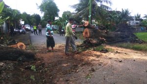 Strong winds, Pohon Tumbang Melintang di Jalan