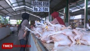 Jelang Ramadhan, Harga Ayam Potong di Banyuwangi Turun
