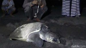 Seekor Penyu Lekang Bertelur di Pantai Marina Boom Banyuwangi