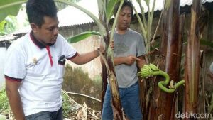 Unique, Pohon Pisang di Banyuwangi Berbuah di Tengah Batang