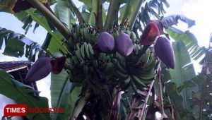 Unik, Pohon Pisang di Blimbingsari Punya 2 Tandan dan 4 Jantung