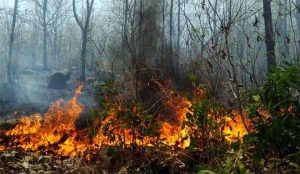 Hutan di Kawasan CA Kawah Ijen Terbakar