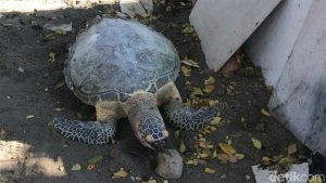 A hawksbill turtle was found dead at Cacalan Beach