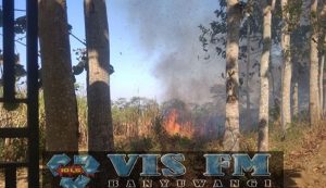 Puluhan Hektar Lahan Tebu di Sempu Terbakar