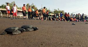 Puluhan Siswa SD Lepasliarkan Tukik di Pantai Warudoyong