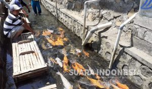 Sulap Saluran Irigasi Penuh Sampah Jadi Kolam Ikan Ala Jepang