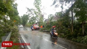 Hujan Disertai Angin Kencang Tumbangkan Sejumlah Pohon