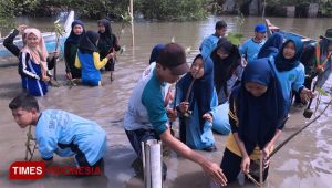 Thousands of Sonneratia Alba Mangrove Seeds Planted on the Banyuwangi Coast