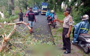 Seorang Guru Tewas Tertimpa Pohon di Purwoharjo