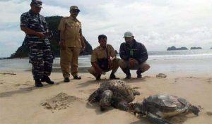 2 Penyu Ditemukan Mati di Pantai Pulau Merah