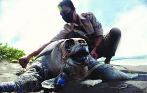 Dalam Sebulan Tiga Penyu Mati di Pantai Pulau Santen