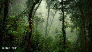 Pamit Cari Pakis, Nenek Hilang di Hutan