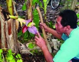 Pohon Ditebang, Pisang Berbuah di Batang