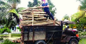 Dua Maling Kayu Diringkus Polisi