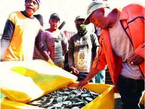 Grajagan Fishermen Harvest Lemuru Fish