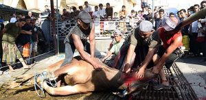 Masjid At Taqwa Kampung Arab Distributes Thousands of Sacrificial Meats