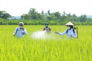 Masuki Musim Tanam, Stok Benih dan Pupuk Subsidi di Banyuwangi Aman