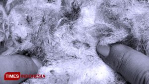 Five Sheep in Banyuwangi Mysterious Dead, There is a scar that looks like a Dracula bite