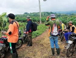 Duh, Ratusan Pohon Jati di Perhutani Banyuwangi Utara Dirusak Orang Tak Dikenal