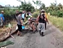 Never Repaired, Residents of Pesanggaran Plant Banana Trees on Damaged Road