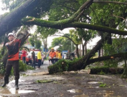 Fallen Trees in South Banyuwangi, When it rains heavily accompanied by strong winds