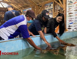 Traveling and Studying Conservation at Cemara Beach, Banyuwangi