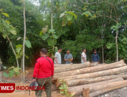 Gelondongan Kayu Jati Tak Bertuan Diamankan Perhutani Banyuwangi Selatan