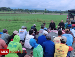 Lewat Sekolah Lapang, Banyuwangi Genjot Produksi Cabai dan Bawang 