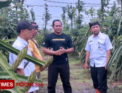 Banyuwangi Siapkan Manajemen Pengembangan Buah Naga