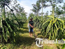 Musim Panen, Petani Buah Naga di Banyuwangi Ketar-ketir Harga Anjlok: Sudah 50 Persen