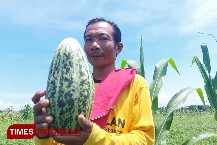 Ketiban Berkah Saat Bulan Ramadan, Begini Kisah Petani Buah Krai Khas Banyuwangi