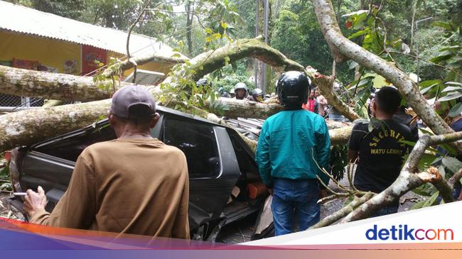 Pohon Tumbang Timpa Panther di Gumitir Jember, Satu Orang Tewas