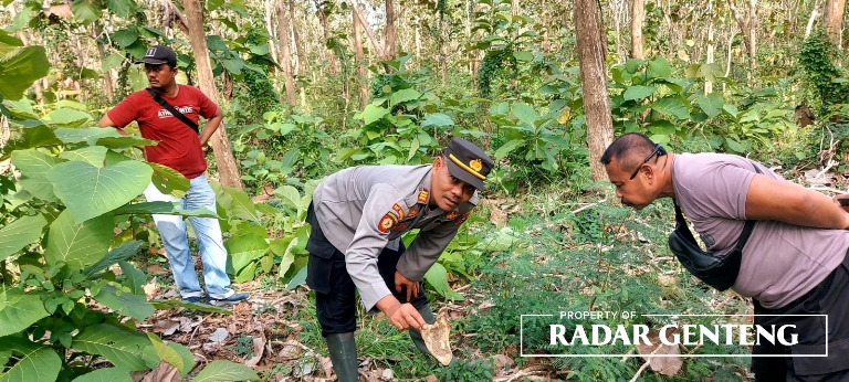 Kerangka di Hutan Jati Diduga Bukan ODGJ