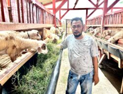 Carving Out Success: Banyuwangi Journalist Becomes Superior Goat Breeder