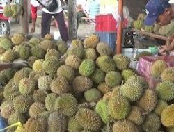 Durian Bali Melimpah di Banyuwangi, Pedagang Pilih Strategi Obral