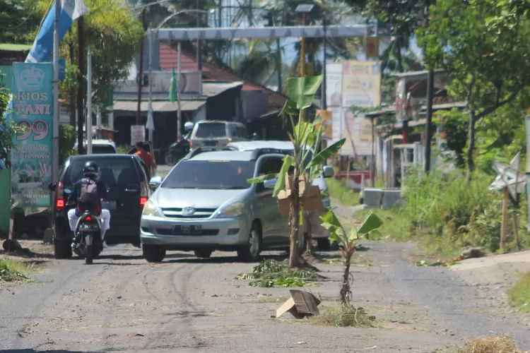 warga-jengkel,-jalan-raya-sepanjang-dua-kilometer-ditanami-pohon-pisang-–-radar-banyuwangi