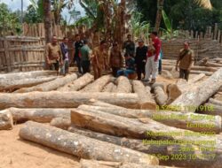 Illegal Logging is Rampant in 2019 2023: ADM South Banyuwangi Firm Response