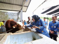 Melihat Peternakan Sapi Beromzet Miliaran Rupiah yang Digawangi Anak Muda Banyuwangi