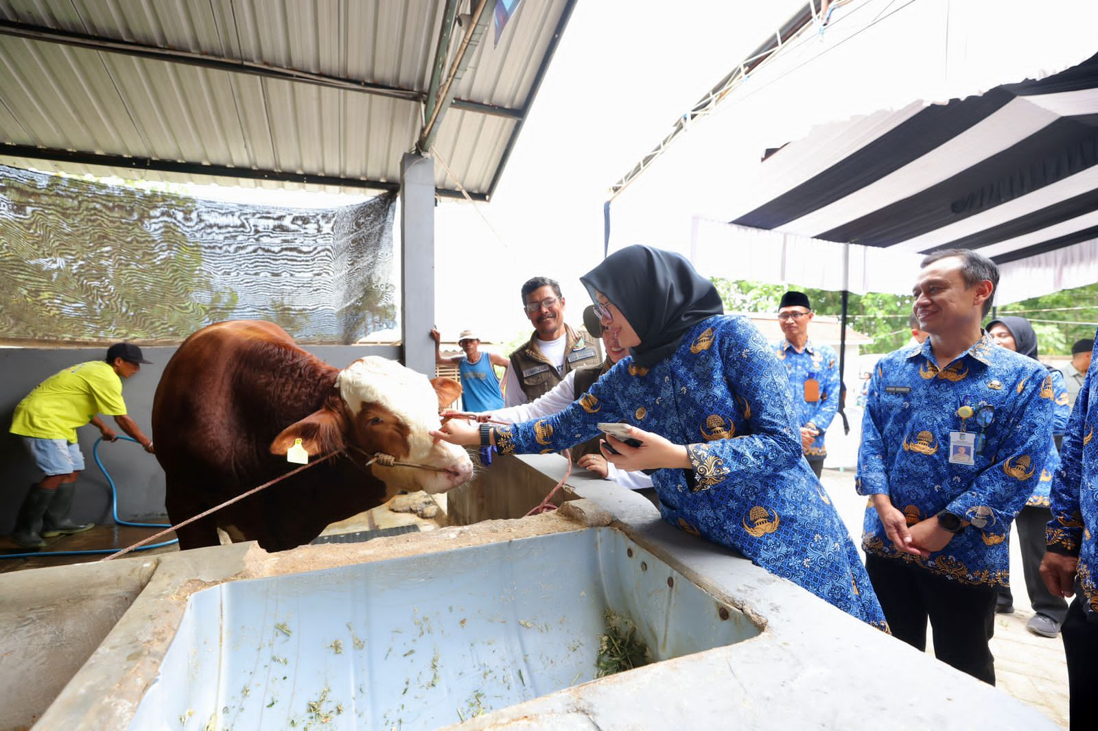 melihat-peternakan-sapi-beromzet-miliaran-rupiah-yang-digawangi-anak-muda-banyuwangi