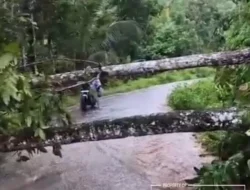 Dua Pohon Tumbang Tutup Jalan Raya Penghubung Desa Bayu dan Desa Songgon, Kecamatan Songgon Akibat Hujan Deras