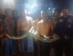 Ular Piton 4 Meter Satroni Rumah Warga di Banyuwangi